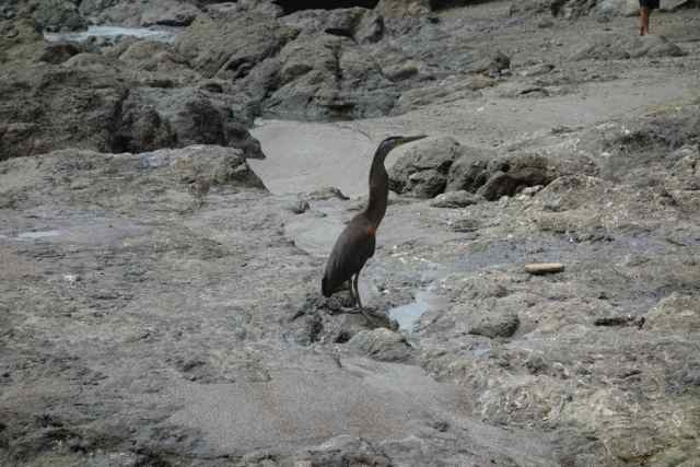 Costa Rica, Montezuma, Kormoran