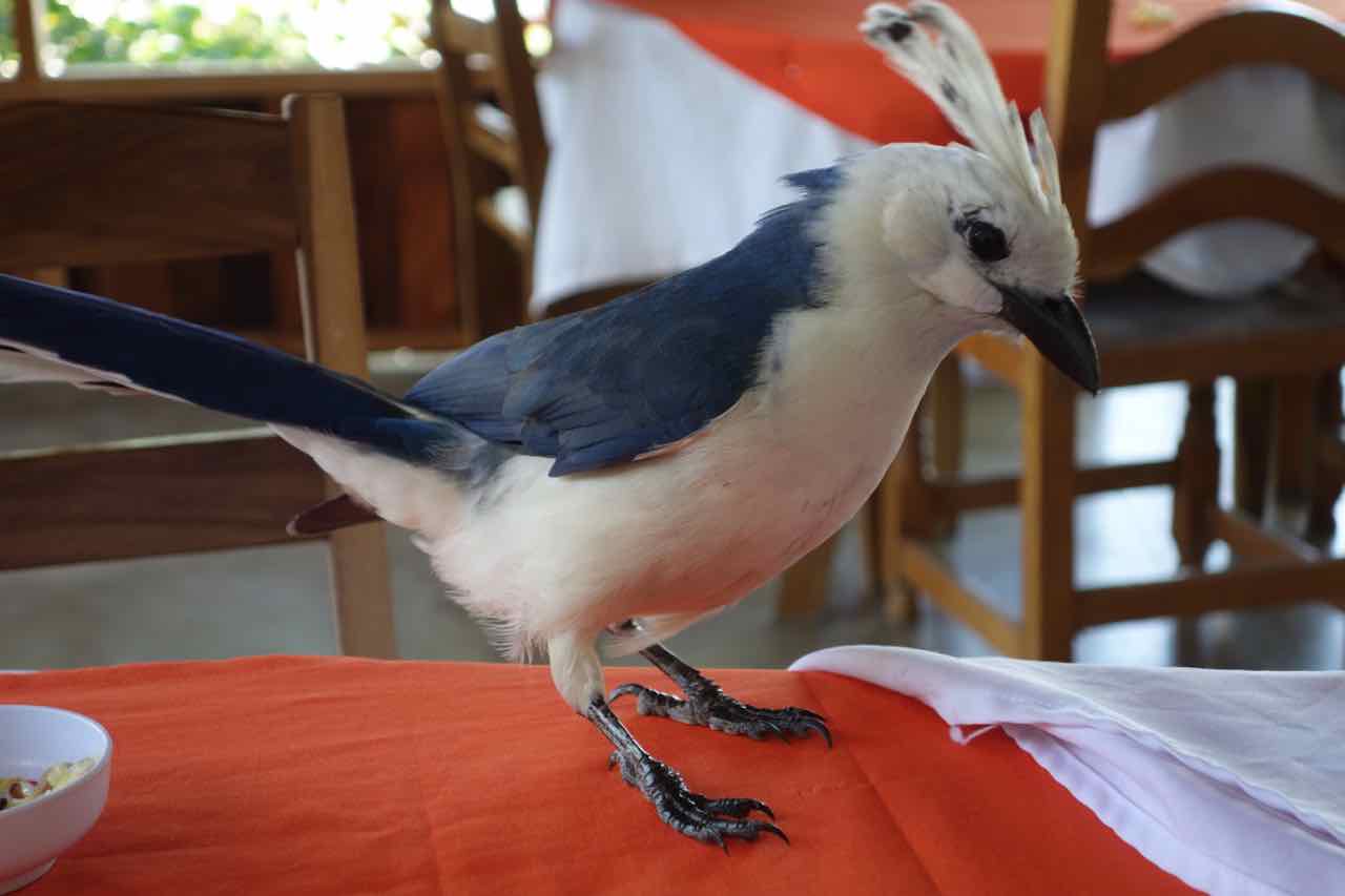 Isla Ometepe, Nicaragua, Vogel auf dem Frühstückstisch