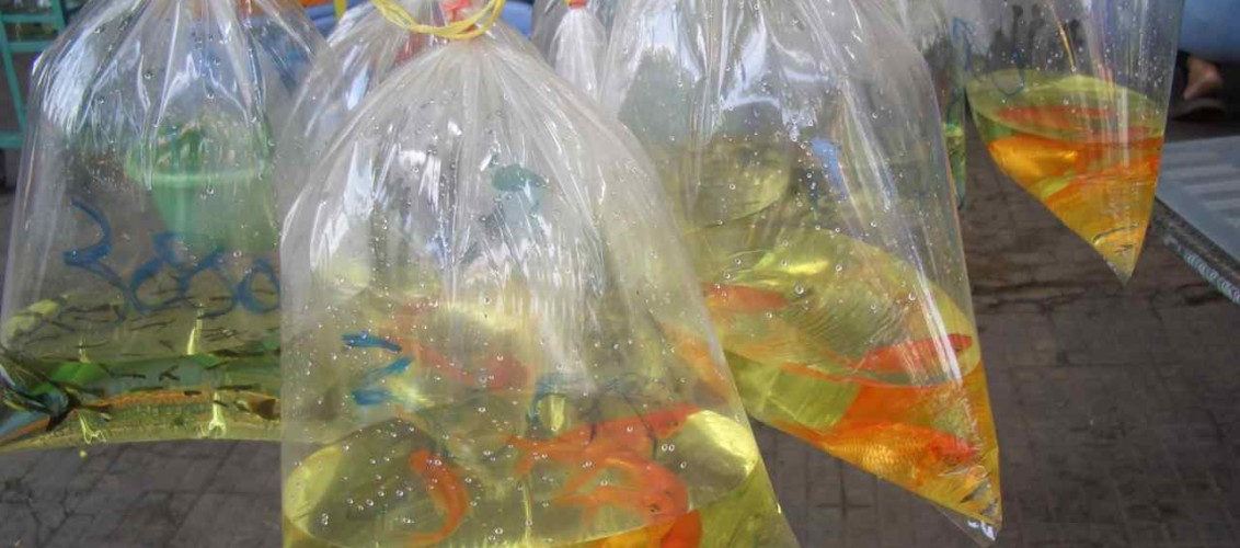 Kambodscha, Fische im Straßenverkauf
