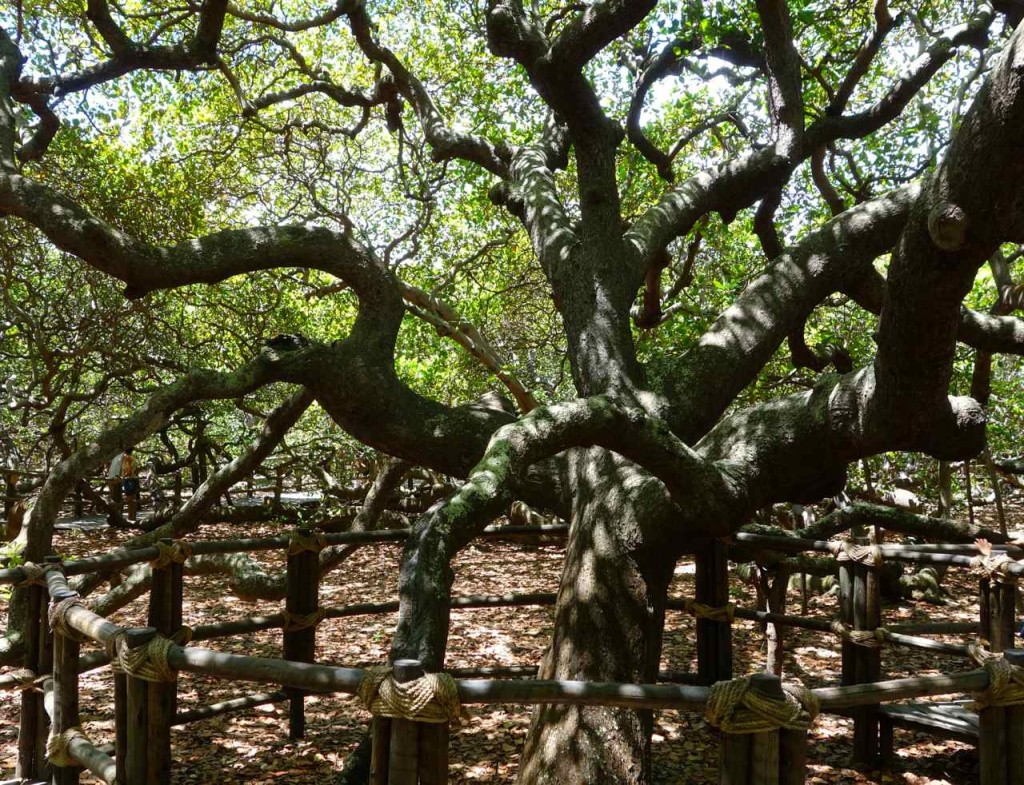 Nahe Natal in Pirangi do Norte, der größte Cashew-Nussbaum der Welt, der fast einen Straßenblock an Platz einnimmt. 
