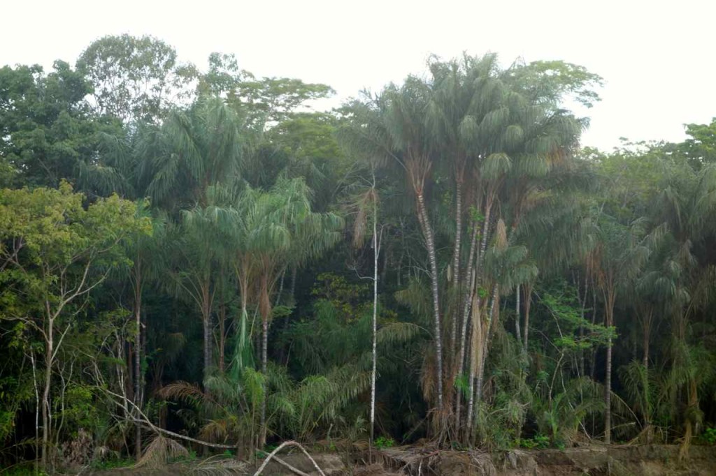 Amazonas, Bäume am Ufer