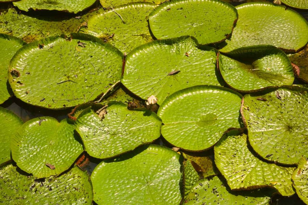 Wasserlilien bei Manaus