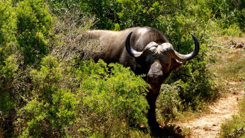 Südafrika, Addo Elephant Park, Büffel