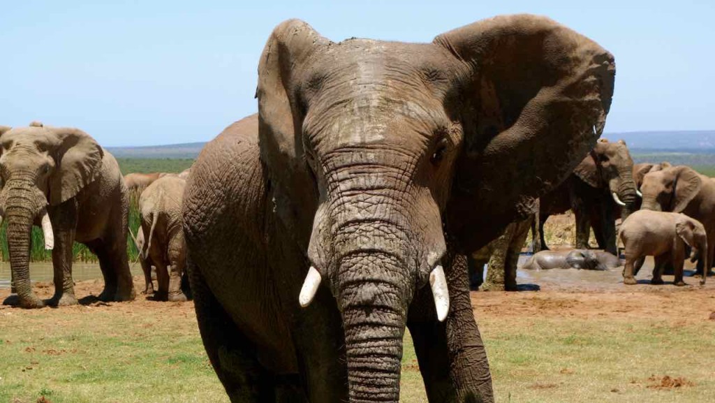 Südafrika, Addo Elephant Park, Elefant mit kurzen Stosszähnen