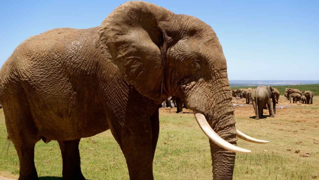 Südafrika, Addo Elephant Park, Elefant von der Seite