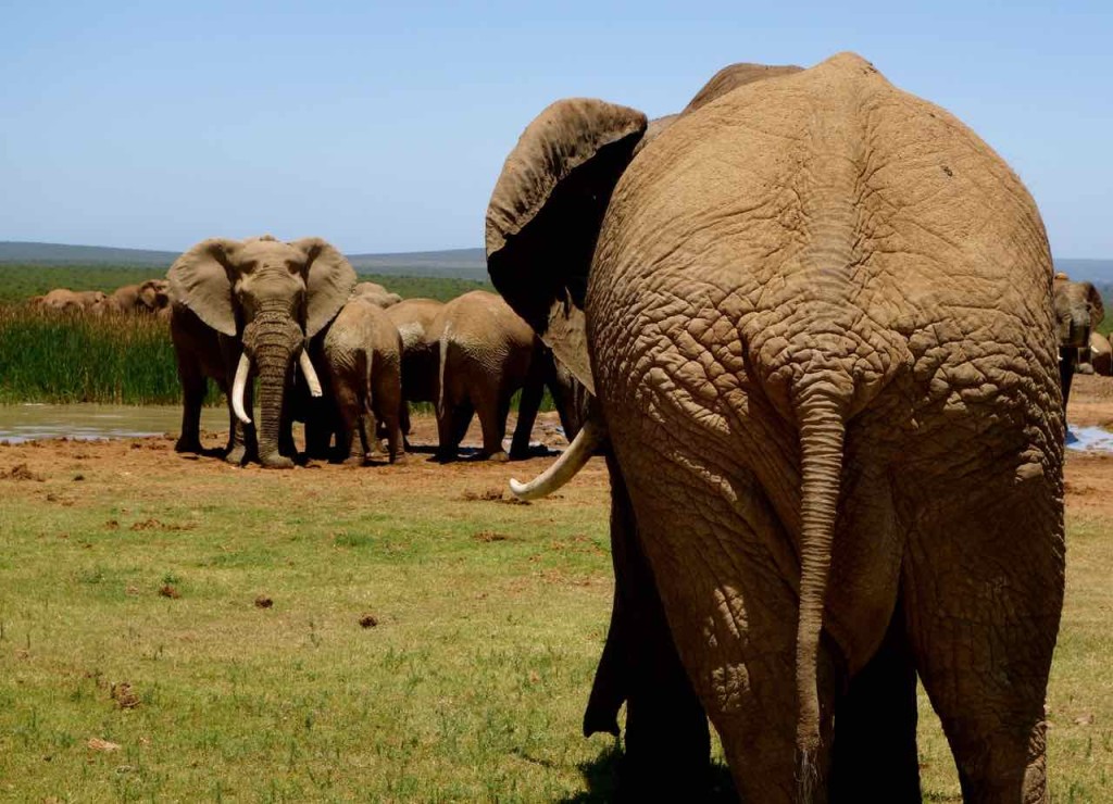 Südafrika, Addo Elephant Park, Elefanten von hinten und vorn vorne…