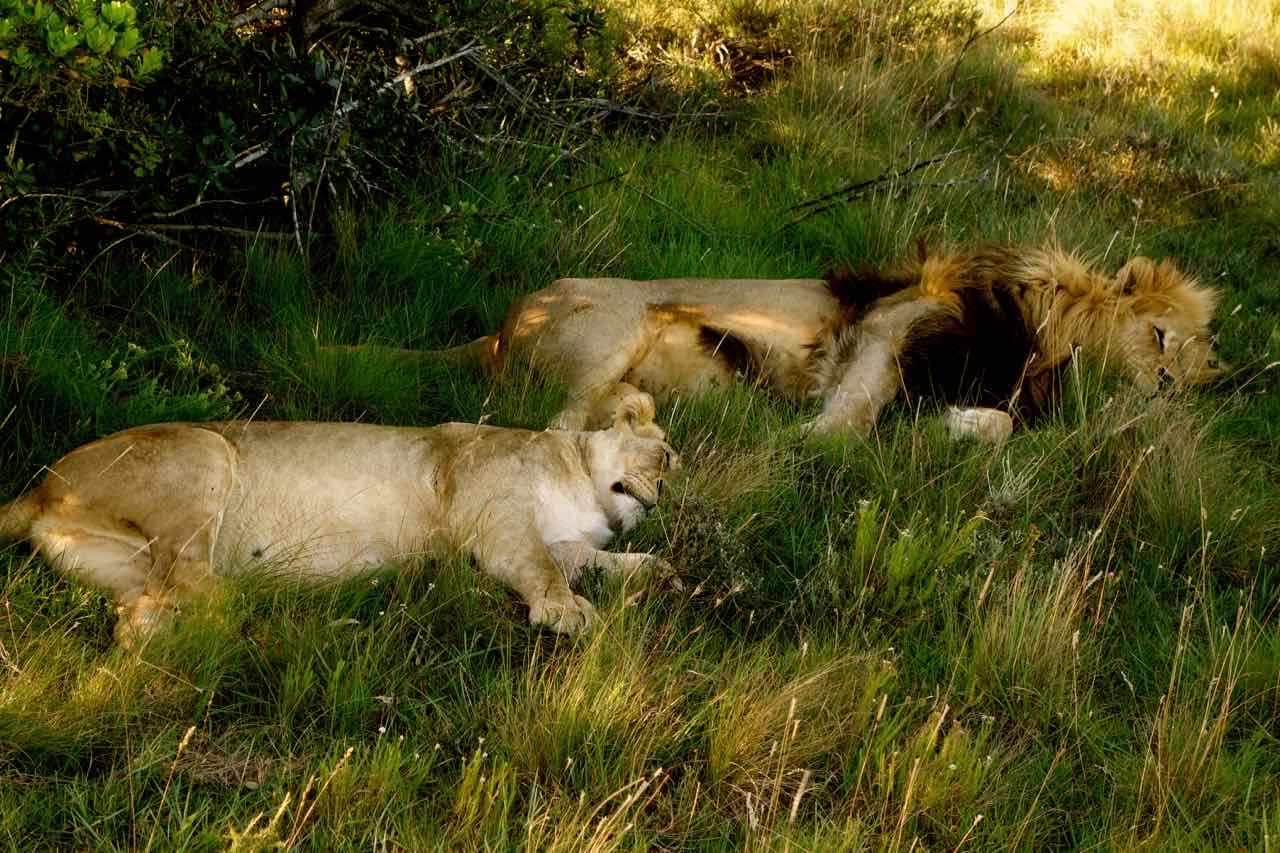 Südafrika, Schotia Private Game Reserve, Schlafendes Löwenpaar