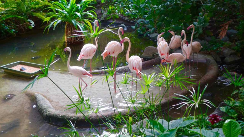 Tropical Islands Brandenburg, Flamingos im Regenwald