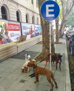 Buenos Aires Hunde, Parkplatz