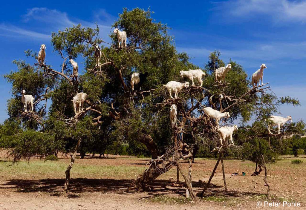 Foto-Highlights 2016, Ziegen, die auf Bäumen wachsen, nahe Essaouira, Marokko © Peter Pohle