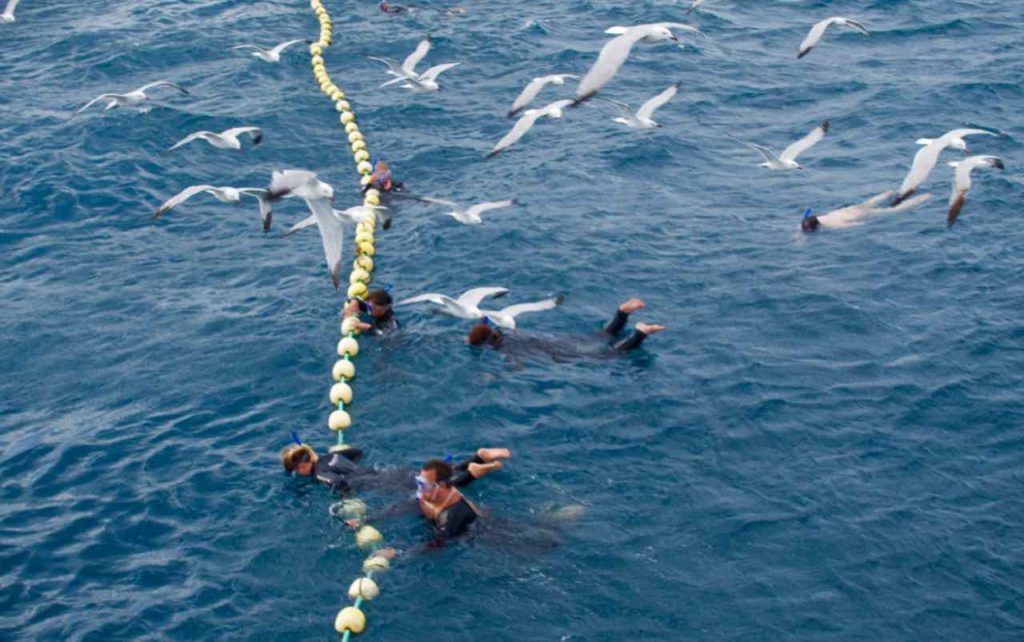 Schwimmen mit Thunfischen, L'Ametlla de Mar, Katalonien, Spanien - Umlauert von Möwen