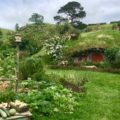 Hobbingen / Hobbiton, Haus mit Gemüse, Titelbild 1 Neuseeland ©PetersTravel