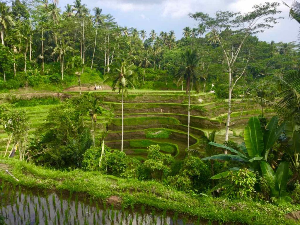 Bali Reisfelder: Tegallalang beim Café Dewi ©PetersTravel