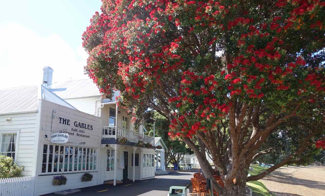 The Gables Restaurant mit blühendem Pohutukawa Baum in Russell in der Bay of Islands Neuseeland Copyright Peter Pohle peterstravel