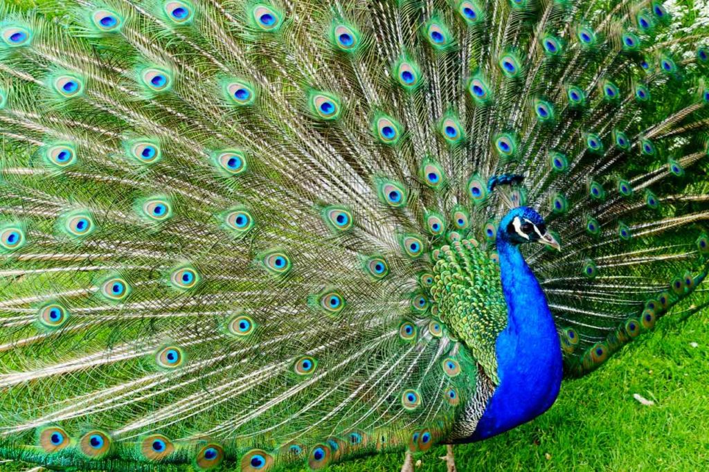 Urlaub auf Texel Der Pfau ist der heimliche Star vom Landgut De Bonte Belevenis auf Texel