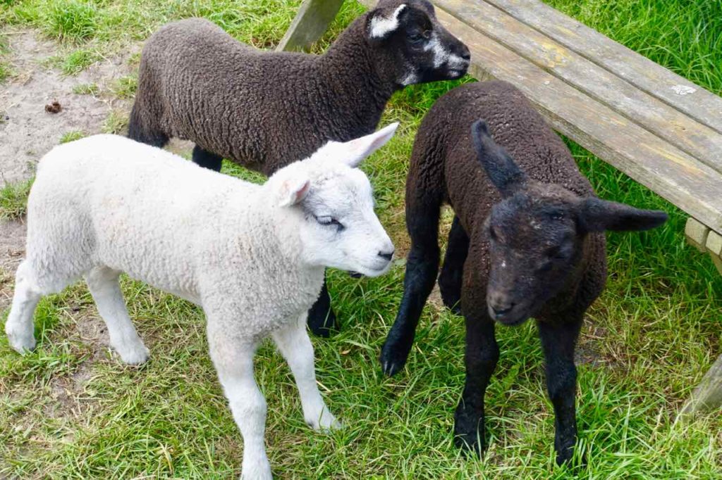 Urlaub auf Texel: Lämmer auf dem Landgut De Bonte Belevenis auf der niederländischen Insel Texel