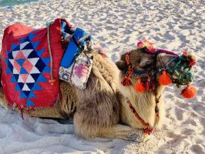 Kamel am Strand von Hammamet