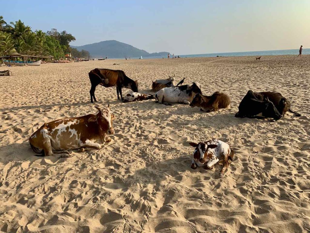 Kühe am Agonda Beach in Goa