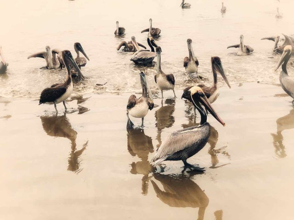 Pelikane in Puerto Lopez