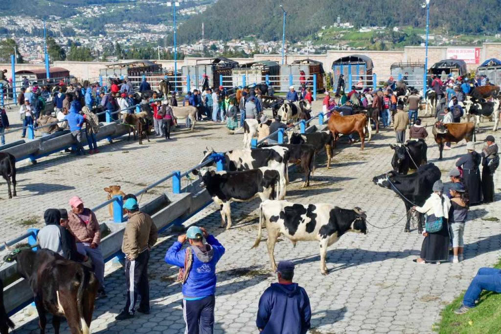 Kühe auf dem Viehmarkt bei Otavalo