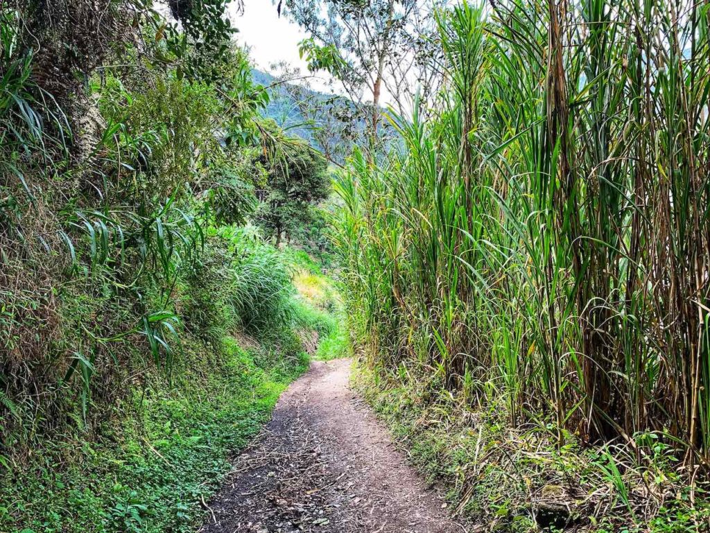 Spaziergang durch Bambus