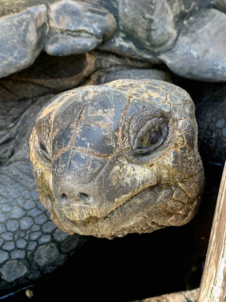 Schildkröte am Strand Anse Lazio auf Praslin Island, Seychellen