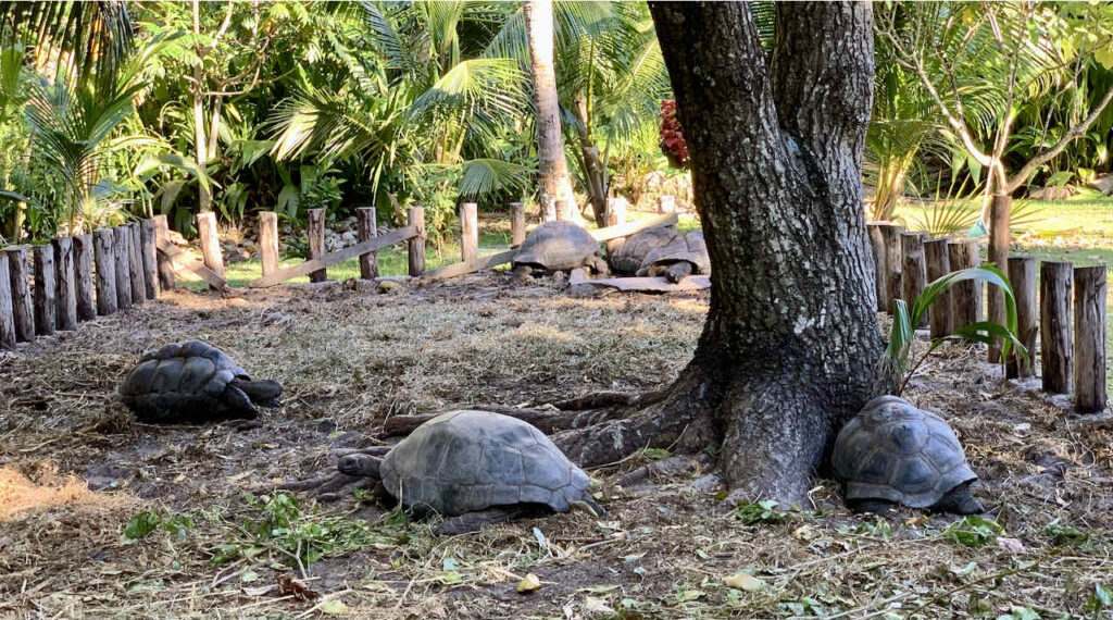 Schildkrötengehege bei der Anse Lazio auf Praslin Island, Seychellen 