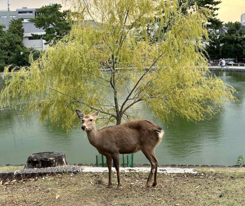Begrüßungsreh am Sarusawa Ike Pond in Nara, Japan
