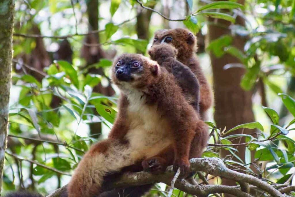 Lemuren im Ranomafana Nationalpark, Madagaskar © PetersTravel Peter Pohle