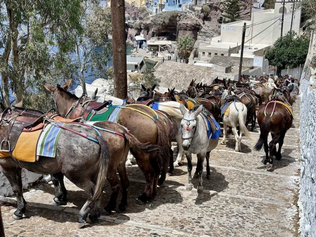 Santorini: Esel auf dem Weg vom Hafen zur Inselhauptstadt Thira