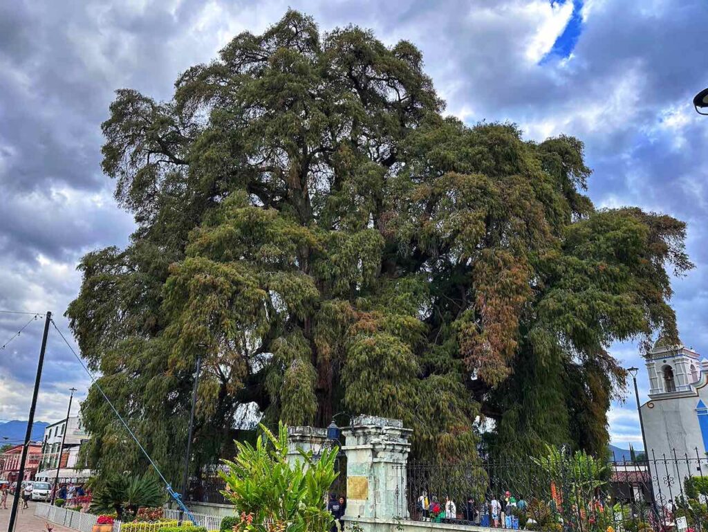 Arbol del Tule in Sta. Maria del Tule, Mexiko, © Peter Pohle PetersTravel