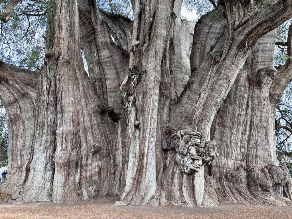 Oaxaca, Arbol del Tule © PetersTavel Peter Pohle