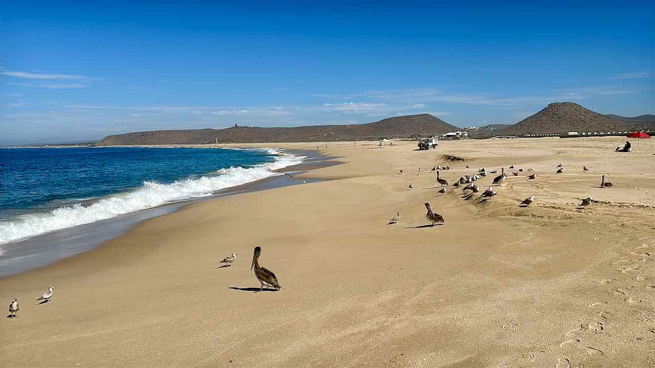 Strand Playa Punta Lobo mit Pelikanen, Todos Santos, Baja California © PetersTavel Peter Pohle