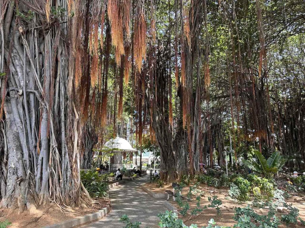 Les Jardins de la Compagnie, Port Louis, Mauritius Foto PetersTravel Peter Pohle