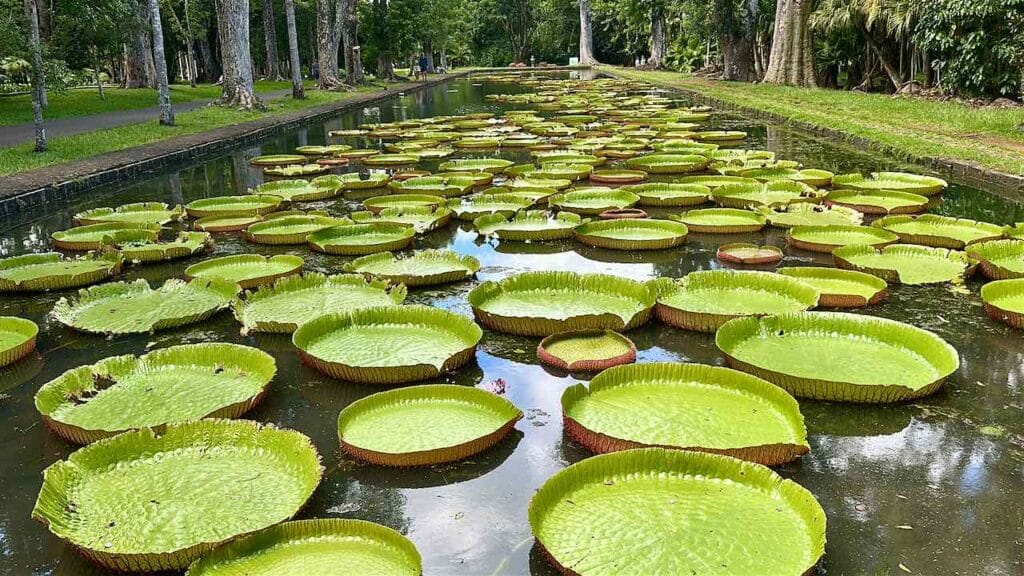 Botanischer Garten Pamplemousses: Amazonas Riesenseerose Foto: PetersTravel