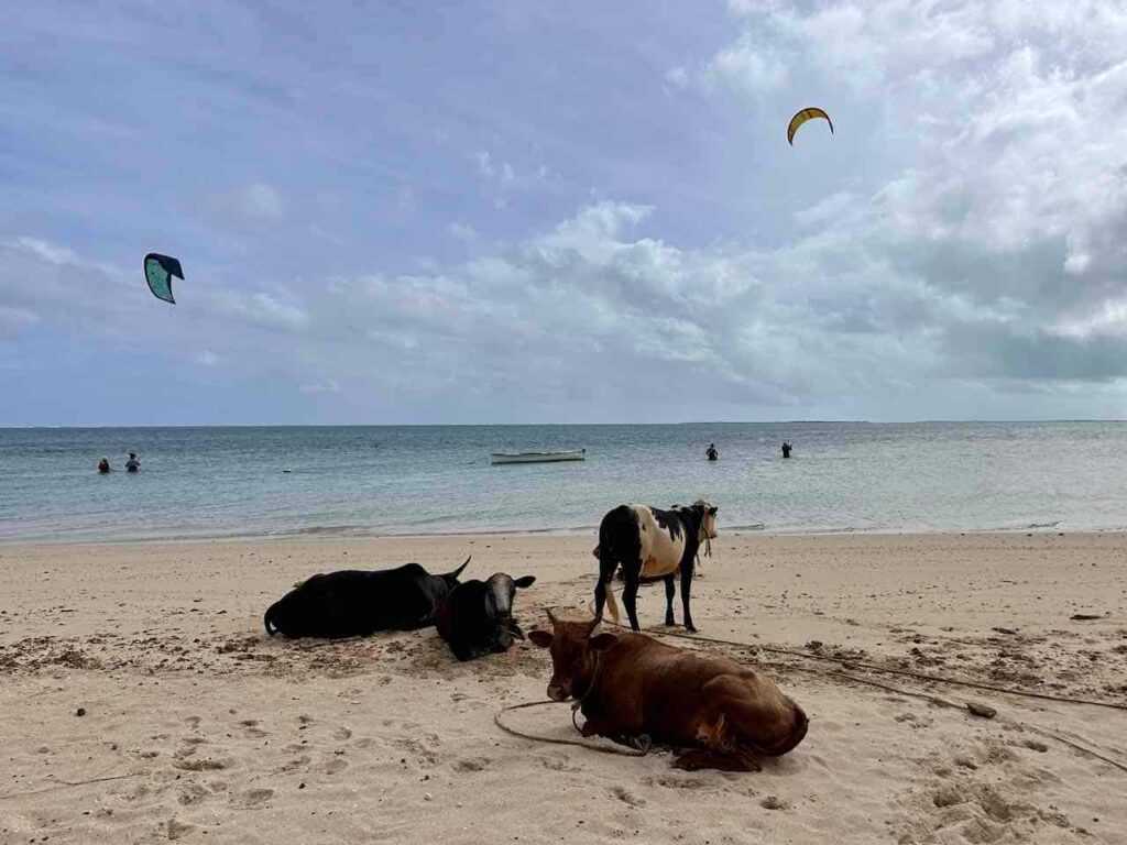 Kühe am Anse Mourouk, Rodrigues Island, Mauritius Foto PetersTravel Peter Pohle