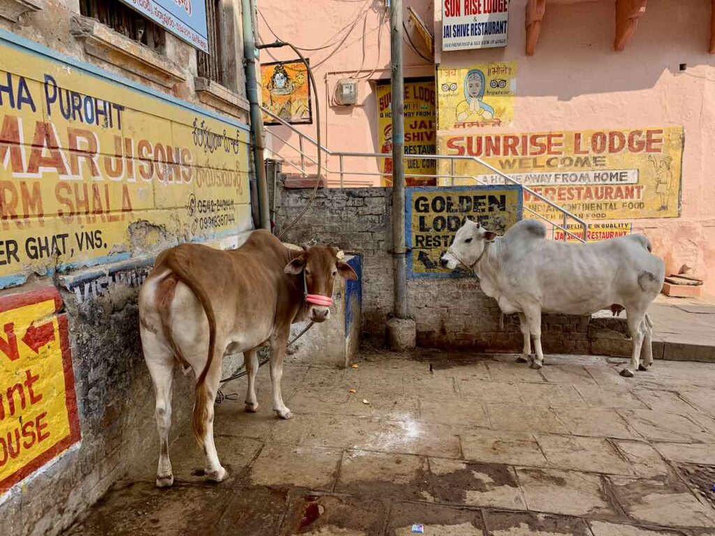 Kühe in Varanasi © Peters Travel Peter Pohle