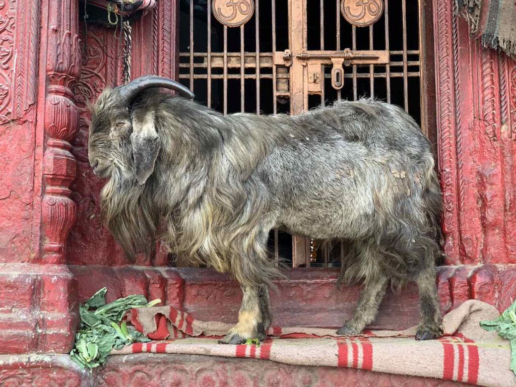 Varanasi, Goat beim Manikanika Ghat © Peters Travel Peter Pohle