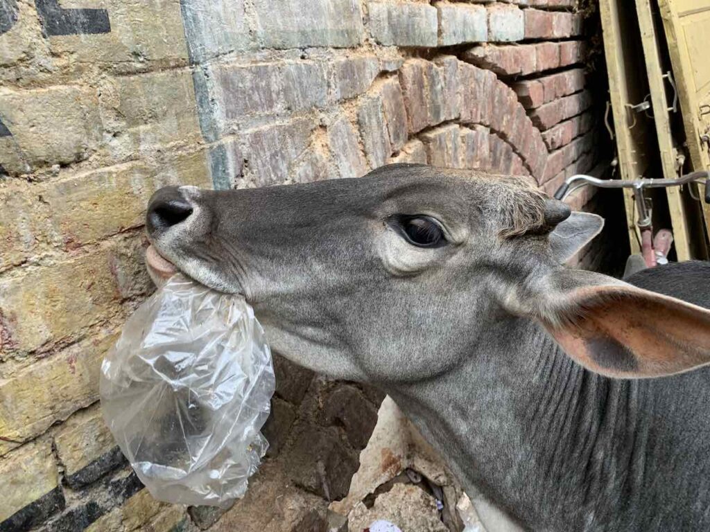 Varanasi, Plastik essende Kuh © Peters Travel Peter Pohle